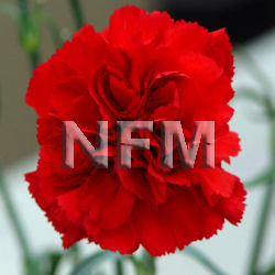 carnation red